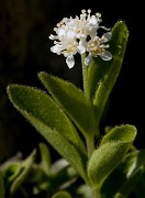 Whipplea modesta - Yerba de Selva